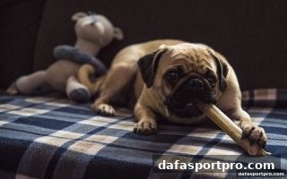 大发体育亚盘直播签到：每日积分获取全攻略